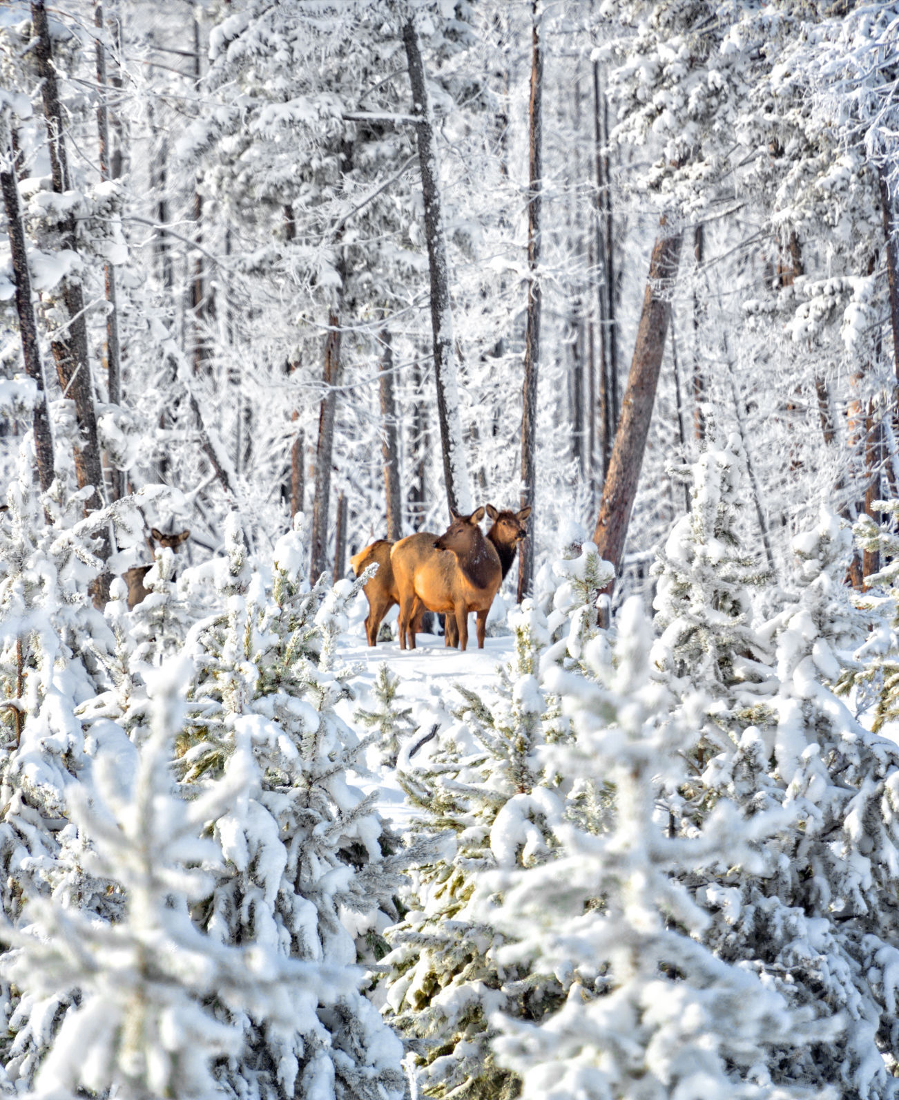 "Small Elk Herd Framed by Snowy Trees”